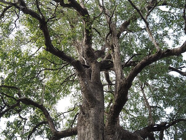Kayu rosewood India merupakan bahan yang sangat penting untuk gitar akustik.